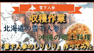 北海道　雪下人参の収穫作業と沖縄の郷土料理「人参しりしり」作ってみた