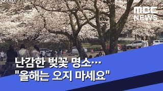 난감한 벚꽃 명소…\