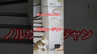 【着地失敗】#ノルウエージャンフォレストキャット #ねこ動画 #cat #norwegianforestcat