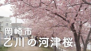 乙川の河津桜が満開です！愛知県岡崎市【#142】