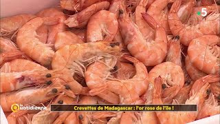 Crevettes de Madagascar : l'or rose de l'île !