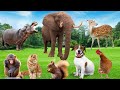 Habitats of Familiar Animals | Elephant, Monkey, Dog, Cat, Chicken
