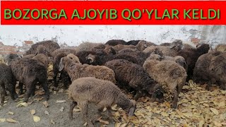 BOG'DOD QO'Y BOZORI YANGI NARXLARI