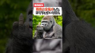 筋肉に全振りしたゴリラとかいう奴ら#animals #動物 #雑学