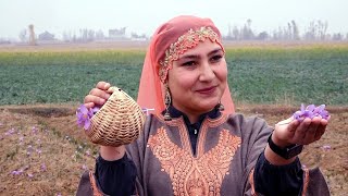 Pampore Records Bumper Saffron Crop