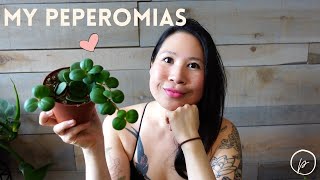 PEPEROMIA Plant Haul