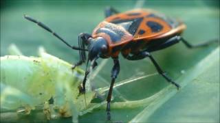 Pyrrhocores (Pyrrhocoris apterus), dits Gendarmes ou Suisses ...  «à table »,  par André Lequet