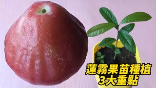 蓮霧果苗種植3大重點 | Three key points for planting wax apple seedlings