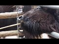 東山動物園サポーターイベント　アメリカゾーンツアー（シンリンオオカミとアメリカバイソン）2016 11 27 sun