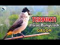 Untuk yang Malas Bunyi - Suara Burung Kutilang Gacor Memanggil Temannya