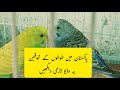 Australian Parrots in Pakistan| Two Beautiful Pairs#birds #2022