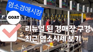 염소 경매시장 리뉴얼 현장! 전광판으로 실시간 낙찰 확인 🚜✨ + 최근 염소 시세까지!