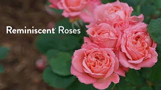 The Reminiscent® Rose Series