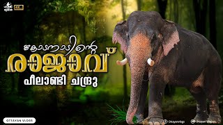 പീലാണ്ടി ചന്ദ്രു I Peelandi Chandru Elephant #aana #peelandichandru #trending