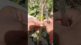 Mogra jasmine grafting on marigold plant #youtubeshorts #viralvideo #shorts#garden #grafting #video