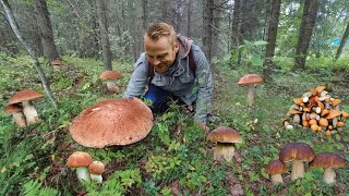 GIANT Mushrooms (2023). Picking WILD MUSHROOMS 2023, Extreme Boletus Mushrooms, mushrooms picking.