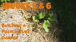 Weeks 5 and 6 Building a polyculture garden