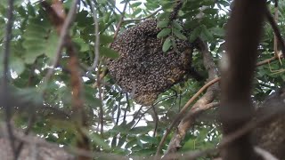 Amazing Find  Honeybees At The Forest