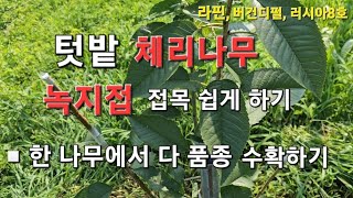 체리나무 여름접목 - 녹지접 접목하기 (나무 한그루에서 세품종 도전~!!)