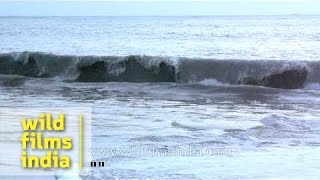 Alappuzha Beach - Kerala