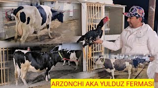 ARZONCHI AKA. RASISKIY SIGIRLA GIGANTLARI KELDI. ☎️991064444 ☎️991054707 ☎️974120909