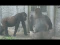 小金剛rigno跟塔阿姨玩 little gorilla ringo plays with auntie tayari