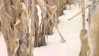 Winter Grazing Systems: Crop Options for Corn Grazing