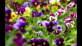 How To Grow Pansy And Viola Flowers From Seed-Episode 1