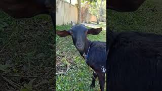 Female goat sound