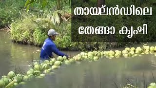 Coconut Plantation in Thailand | തായ്‌ലൻഡിലെ തെങ്ങ് കൃഷി | തായ്‌ലാൻഡ് | EXPLOREAL