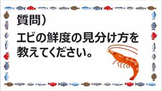 エビの鮮度の見分け方を教えてください/魚がしコンシェルジュ講座