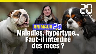 Faut-il interdire l’élevage des Cavalier King Charles ou du bouledogue français ? #Animaux20