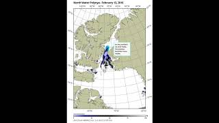 Pikialasorsuaq North Water Polynya Time Lapse 2016