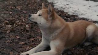 AFFIRM Films Presents: Hachi: A Dog's Tale