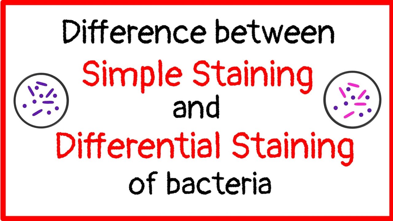 Staining In Microbiology Meaning Types Techniques Video 41 Off
