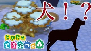 【とび森】木を切ってたらとんでもない物が落ちてきた！【PART22】