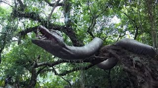 小伙独自行动招惹巨蛇，遭到巨蛇疯狂报复！ 【蛇岛狂蟒 Snake Island Python】 经典大本营