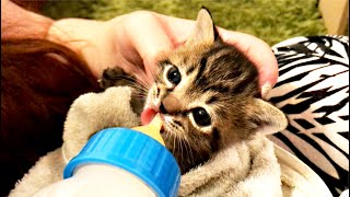 【育児放棄された子猫】なかなかミルクを飲んでくれない子猫☆Rescued cats☆