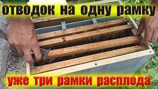 Однорамочные отводки быстрое расширение пасеки. Простой отводок пчел на одну рамку расплода в работе