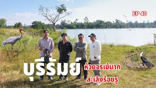 บุรีรัมย์​ #อ่างเก็บน้ำห้วยจรเข้มาก#ละเลิงร้อยรู​ #นกกระเรียนพันธุ์ไทย​ #นกกระสาคอขาว​ #ดูนก