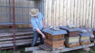 Save the bees with electroculture or protect beehives with magnets