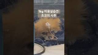 오늘도 초코는 사력을 다하고 있습니다