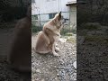 春のお庭で静かに寛ぐ犬のムーちゃん