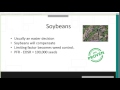 making replant and or delayed planting decisions webinar