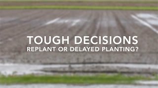 Making Replant and/or Delayed Planting Decisions | Webinar