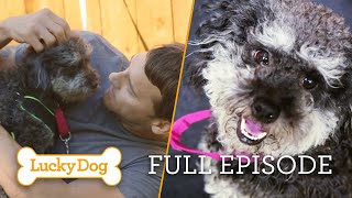 Rescued Dog with Severe Separation Anxiety Finds a Forever Home | Lucky Dog Full Episode