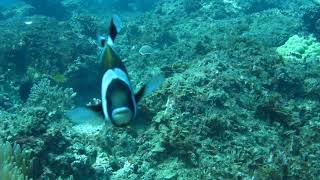 Latezonatus Amphiprion large pair with medium lat and pink anemone fish