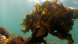 【海中日記】三月・葉山・真名瀬・天然ワカメ／The Undersea Diaries of Miura Peninsula, March. Hayama, Japan