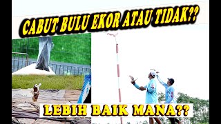 ANTARA CABUT BULU EKOR ATAU TIDAK LEBIH BAIK MANA??