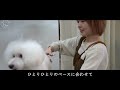 trimming salon moi トリミングサロン モイ プロモーションムービー